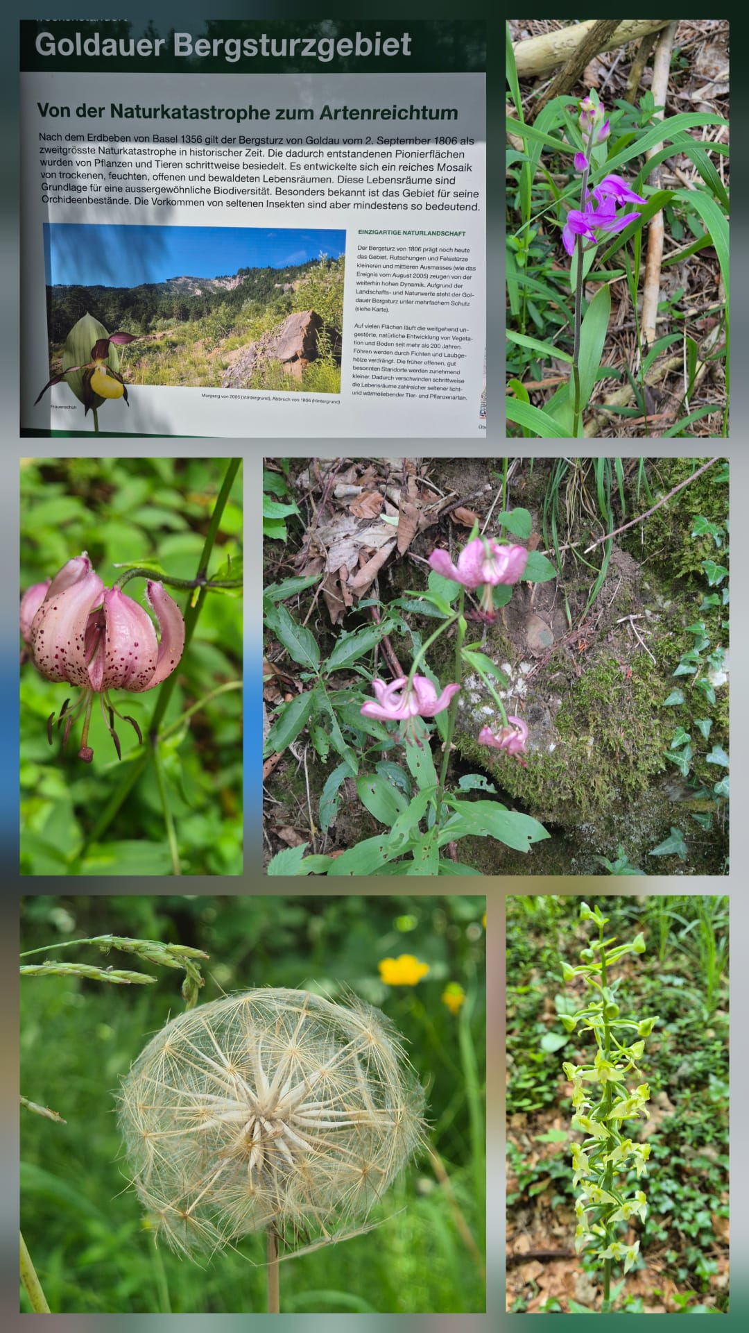 Orchideenwanderung Goldau