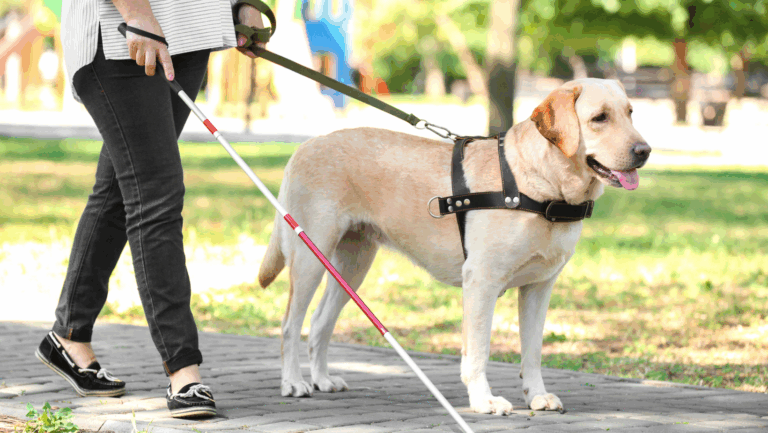 Blindenhundeschule